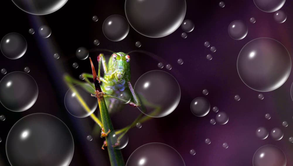 Dreamy Grasshopper Bubbles by Thierry Dufour — canvas wall art
