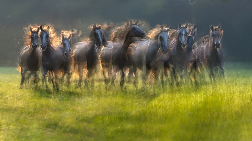 Sunlit Galloping Horses by Milan Malovrh — canvas wall art