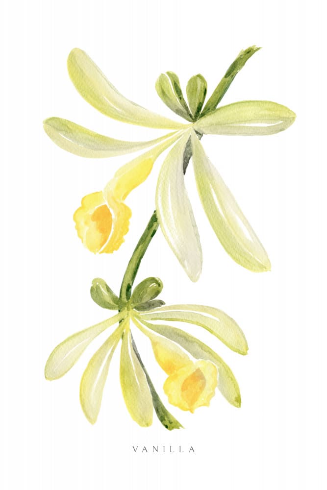 Delicate Vanilla Blooms by Rosana Laiz Blursbyai — canvas wall art