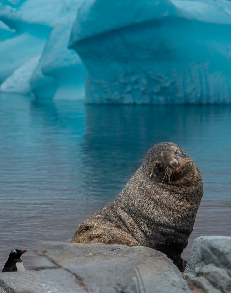 Curious Seal and Penguin by John-Mei Zhong — canvas wall art