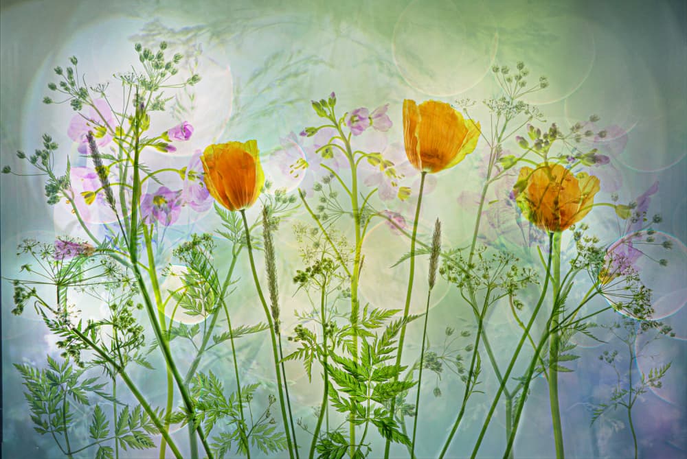 Dreamy Poppy Garden by Hilda van der Lee — canvas wall art
