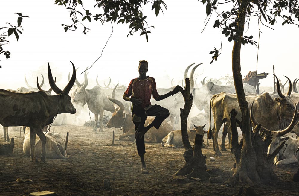 Dinka Herder and Cattle by Elena Molina — canvas wall art