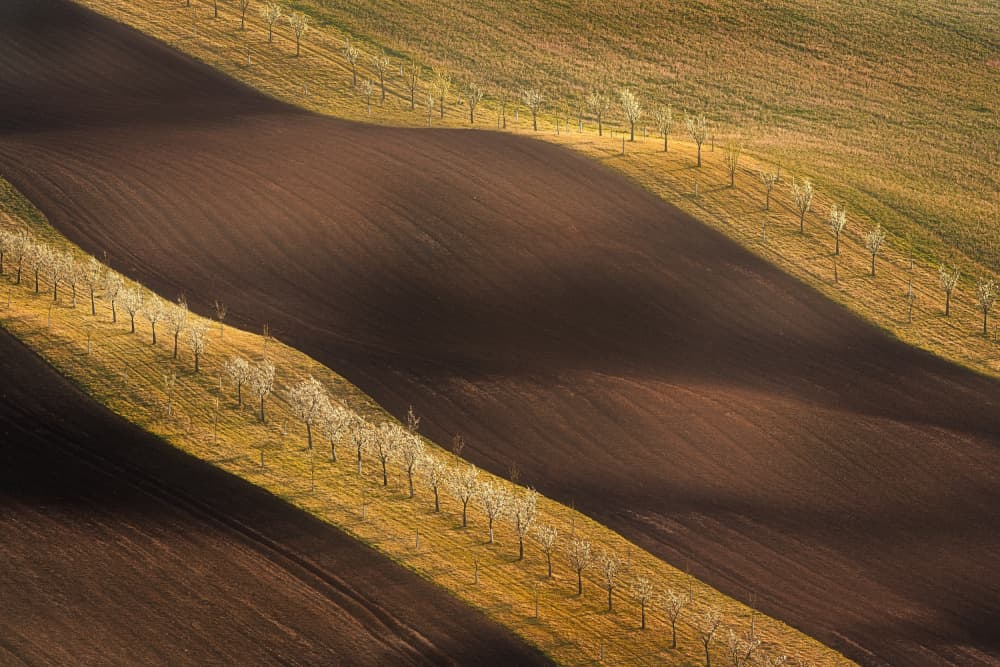 Blooming Hillside Lines by Martin Morávek — canvas wall art