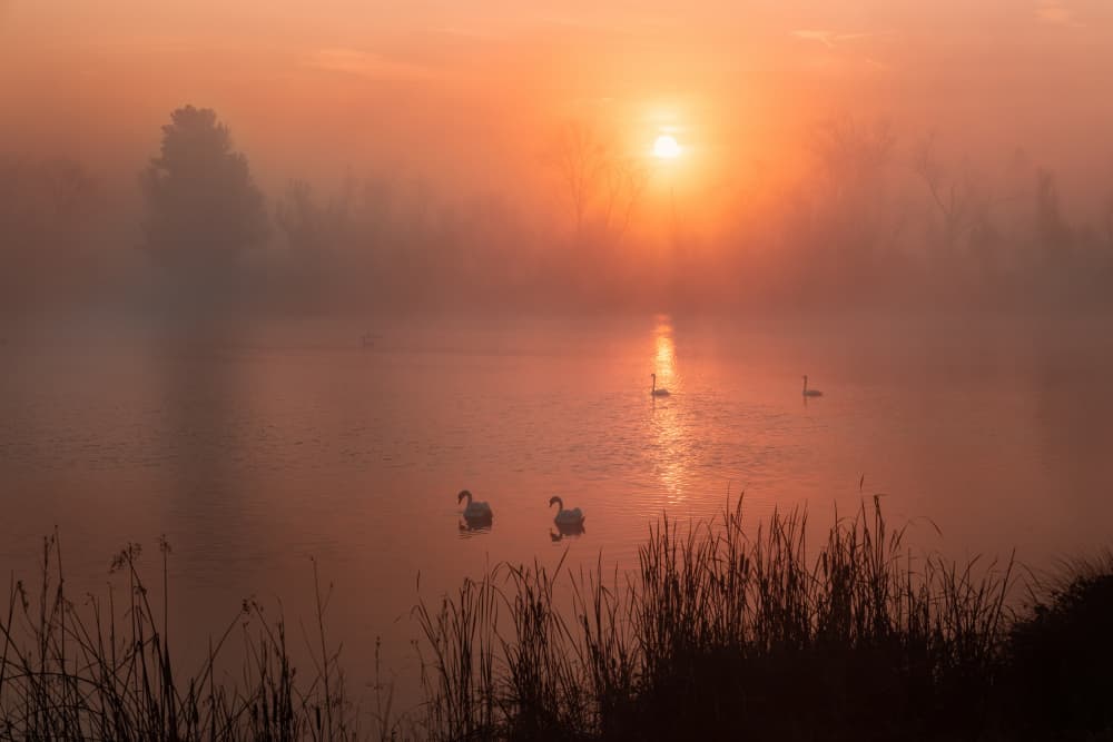 Golden Mist Swans by DonnaHom APA — canvas wall art