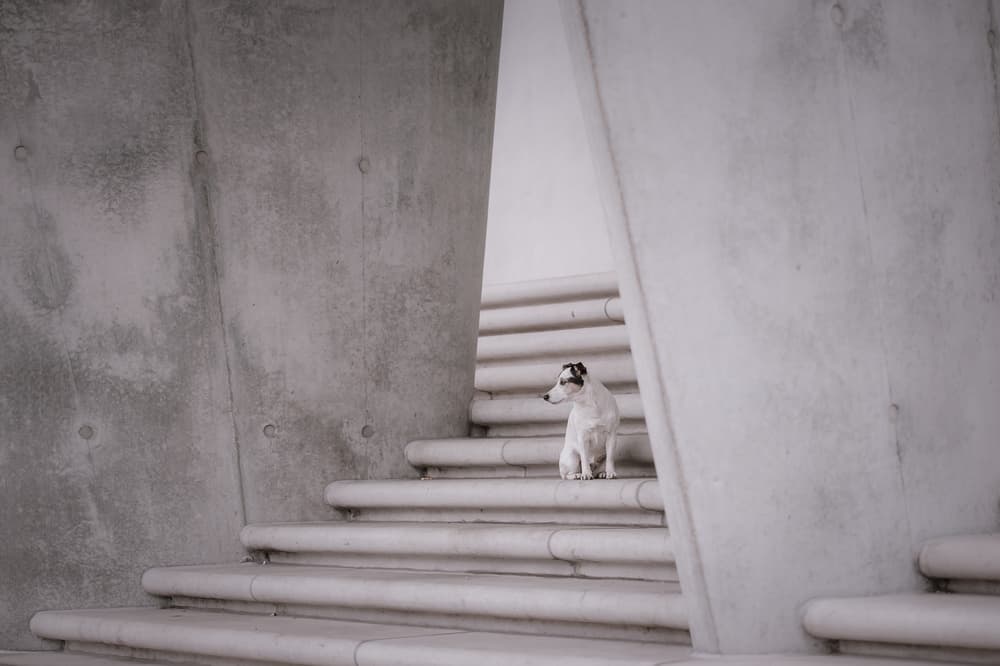 Dog on Concrete Steps by Heike Willers — canvas wall art