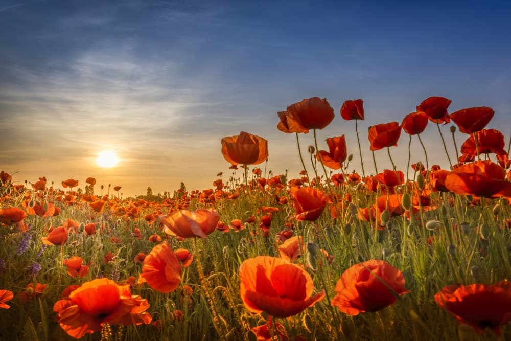 Sunset Poppy Field by Melanie Viola — canvas wall art