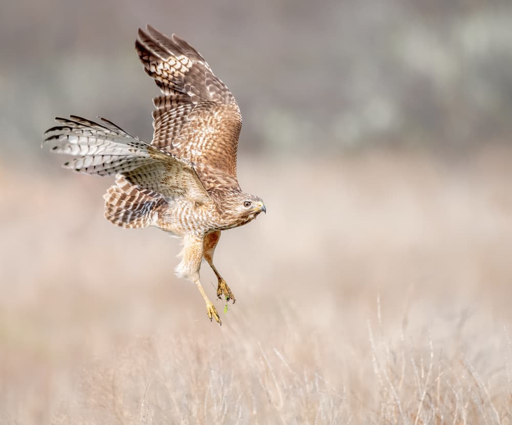 Red-Shouldered Hawk Flight by Alex Li — canvas wall art
