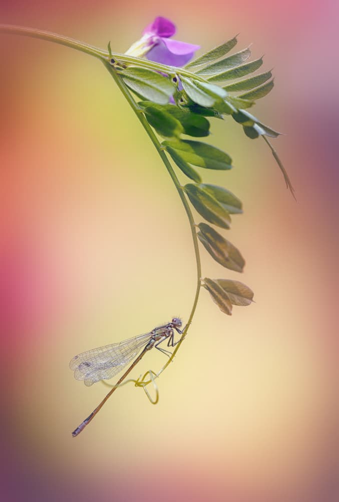 Delicate Damselfly Flower by Fabrizio Daminelli — canvas wall art
