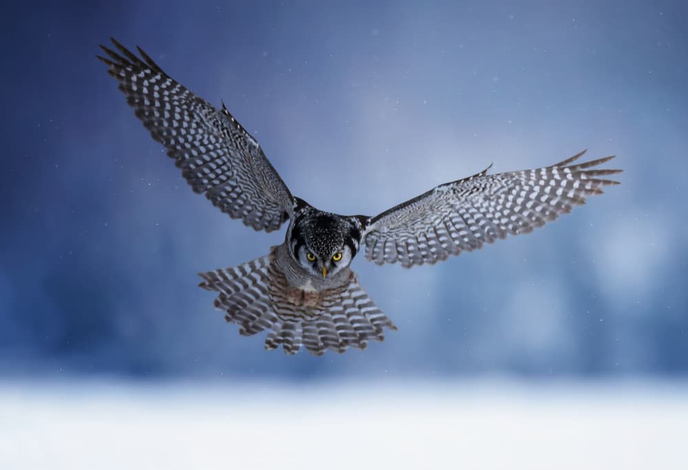 Winter Owl's Flight by Tao Huang — canvas wall art