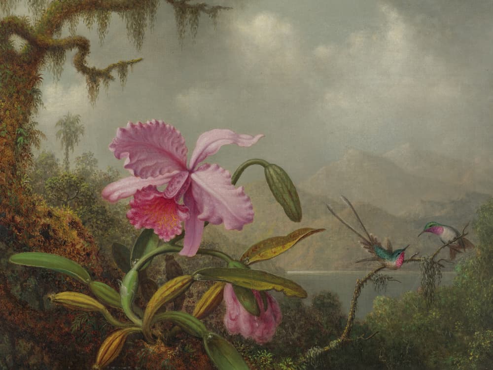 Martin Johnson Heade Orchids and Hummingbirds by Martin Johnson Heade — canvas wall art