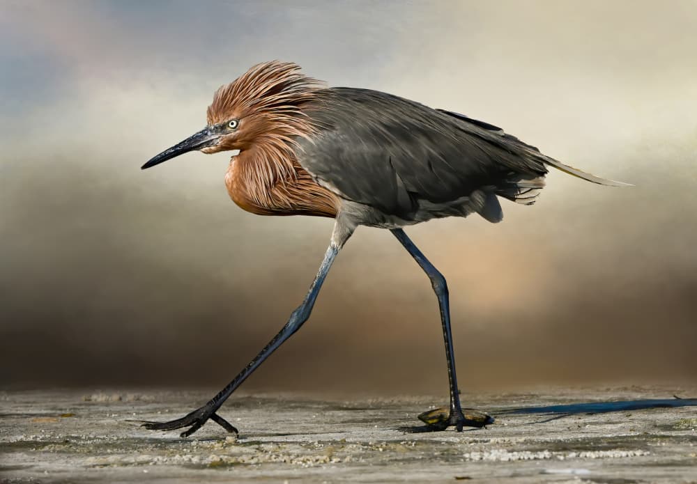 Striding Reddish Egret by Jane Lyons — canvas wall art
