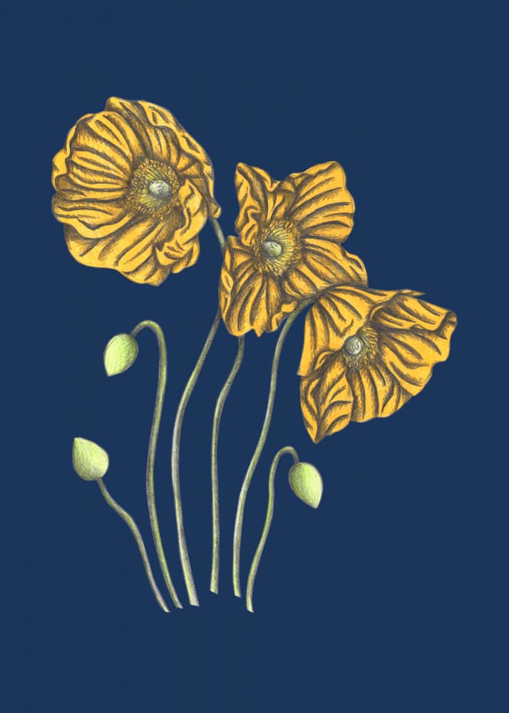 Golden Poppies Deep Blue by Cecilia Battaini — canvas wall art