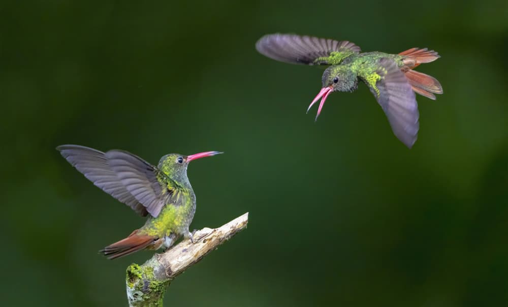 Green Hummingbird Fight by Feng Qin — canvas wall art