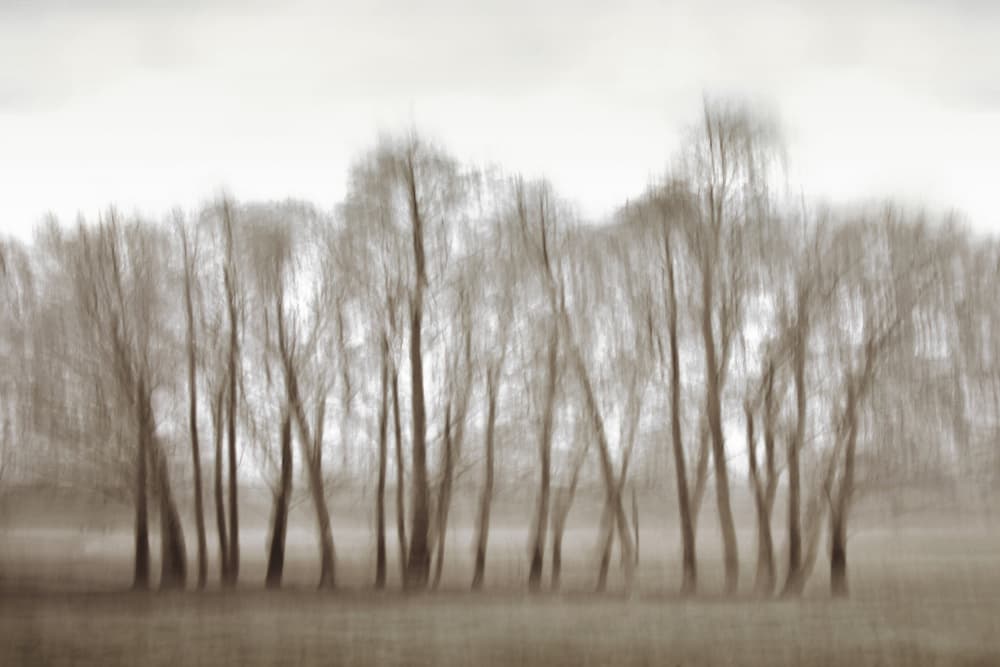 Ethereal Blurred Trees by Christina Sillen — canvas wall art