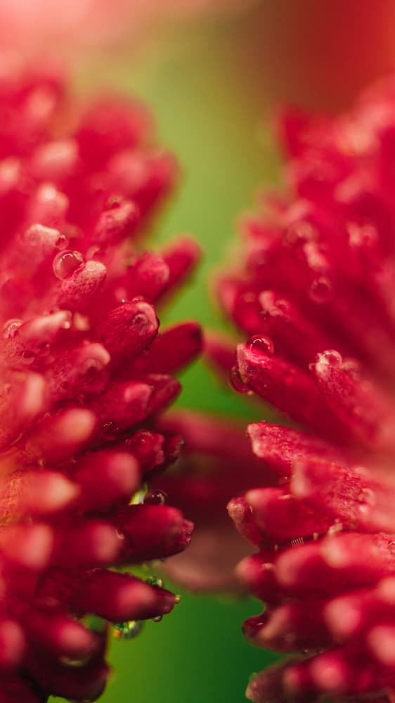 Vibrant Red Petals Dew by Javier Pardina — canvas wall art