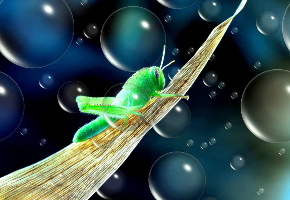 Dreamy Green Grasshopper by Thierry Dufour — canvas wall art