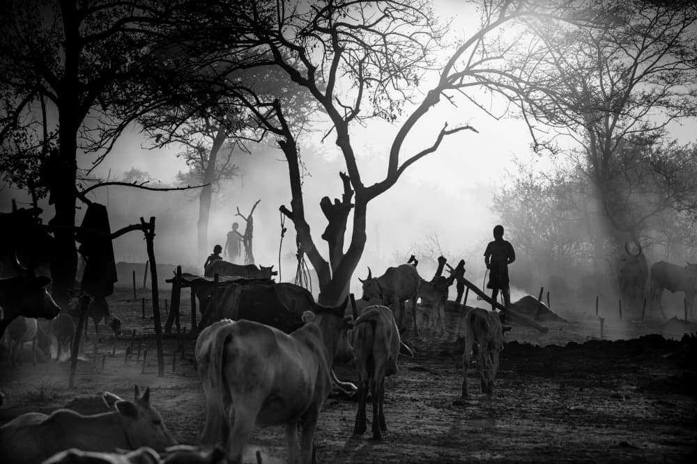 Misty Morning Cattle by Svetlin Yosifov — canvas wall art