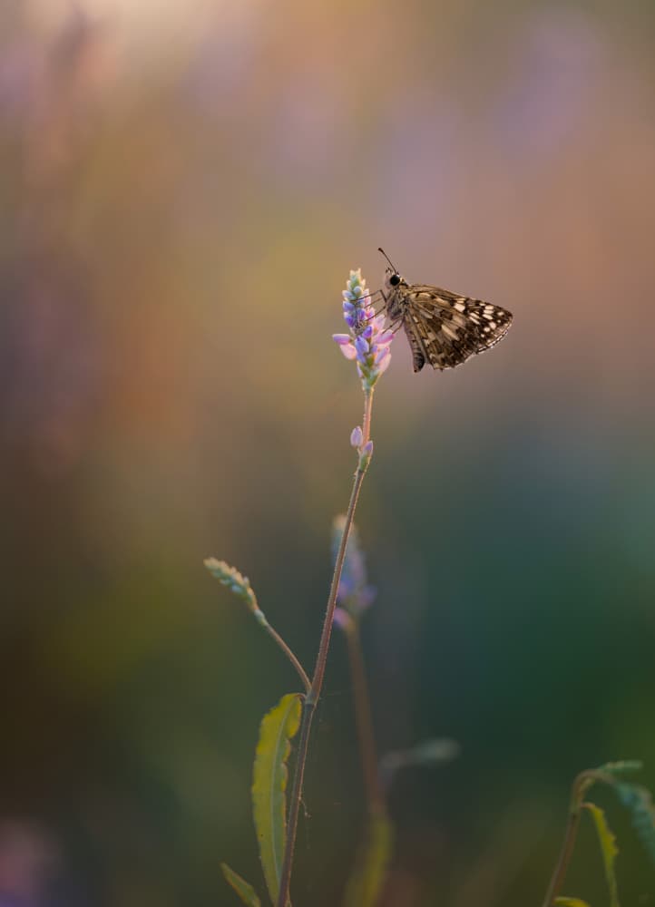 Gentle Summer Butterfly by Summer2016 — canvas wall art