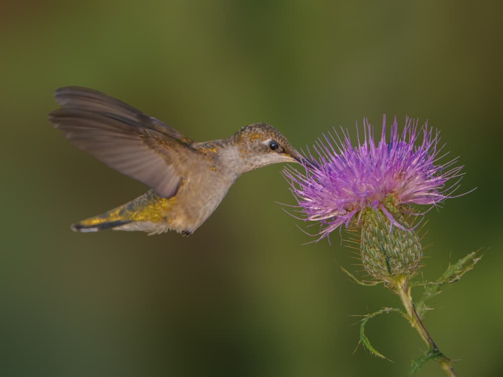 Hummingbird on Thistle by Jacob (Jian) Xu — canvas wall art
