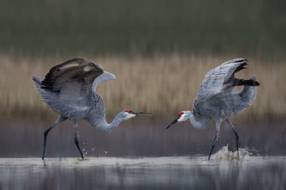 Cranes Dance in Water by Qing Zhao — canvas wall art