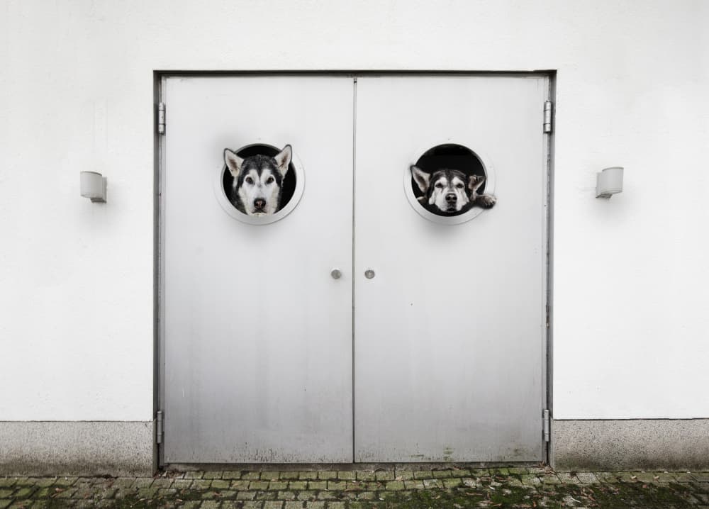 Peekaboo Huskies by Michael Allmaier — canvas wall art