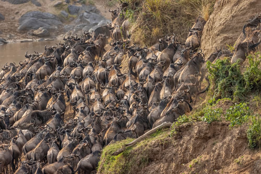 Great Migration Ascent by Mark Strom — canvas wall art