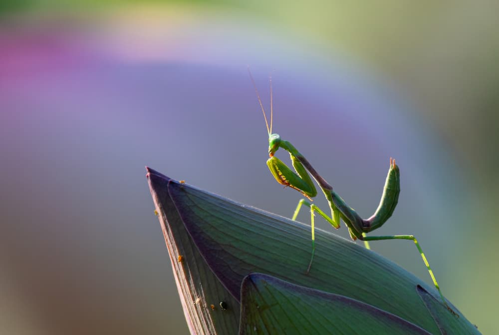 Green Mantis Perch by Johnson Huang — canvas wall art