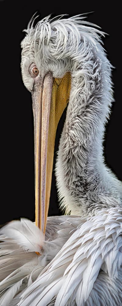 Elegant Pelican Preening by alberti Patrick — canvas wall art