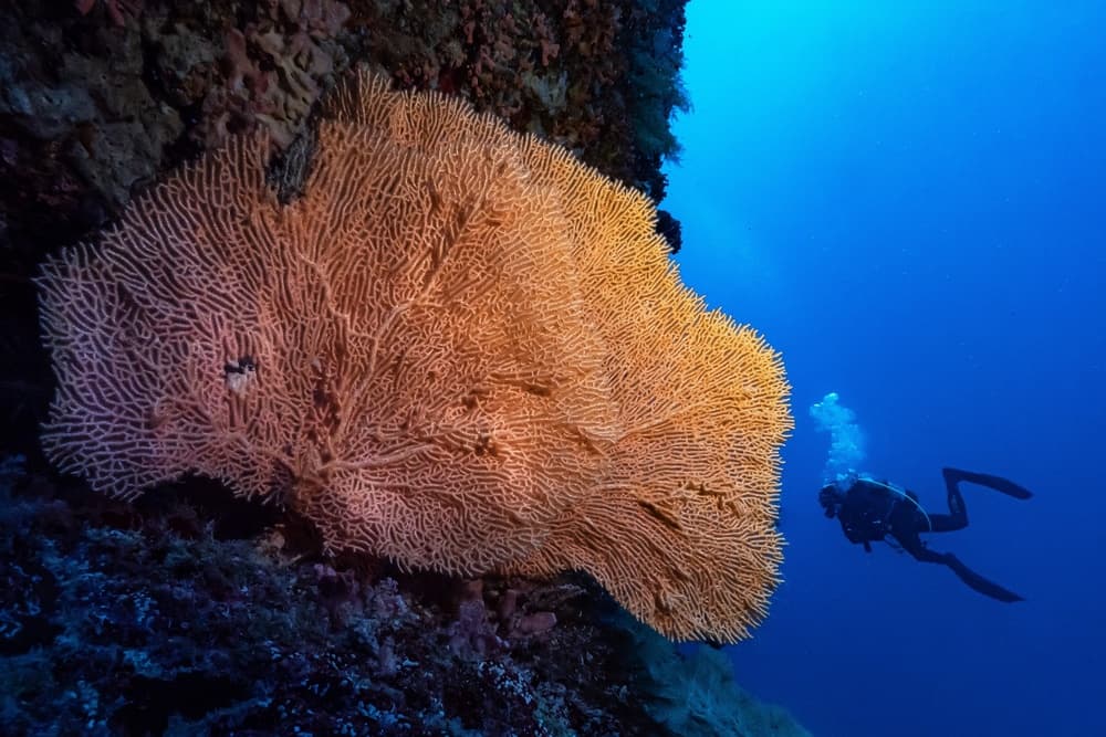 Deep Blue Coral Diver by Serge Melesan — canvas wall art