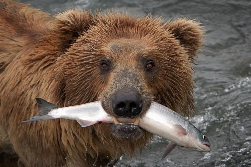 Grizzly Bear's Catch by Nick Kalathas — canvas wall art