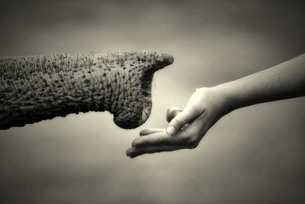 Elephant Human Connection by Antje Wenner-Braun — canvas wall art