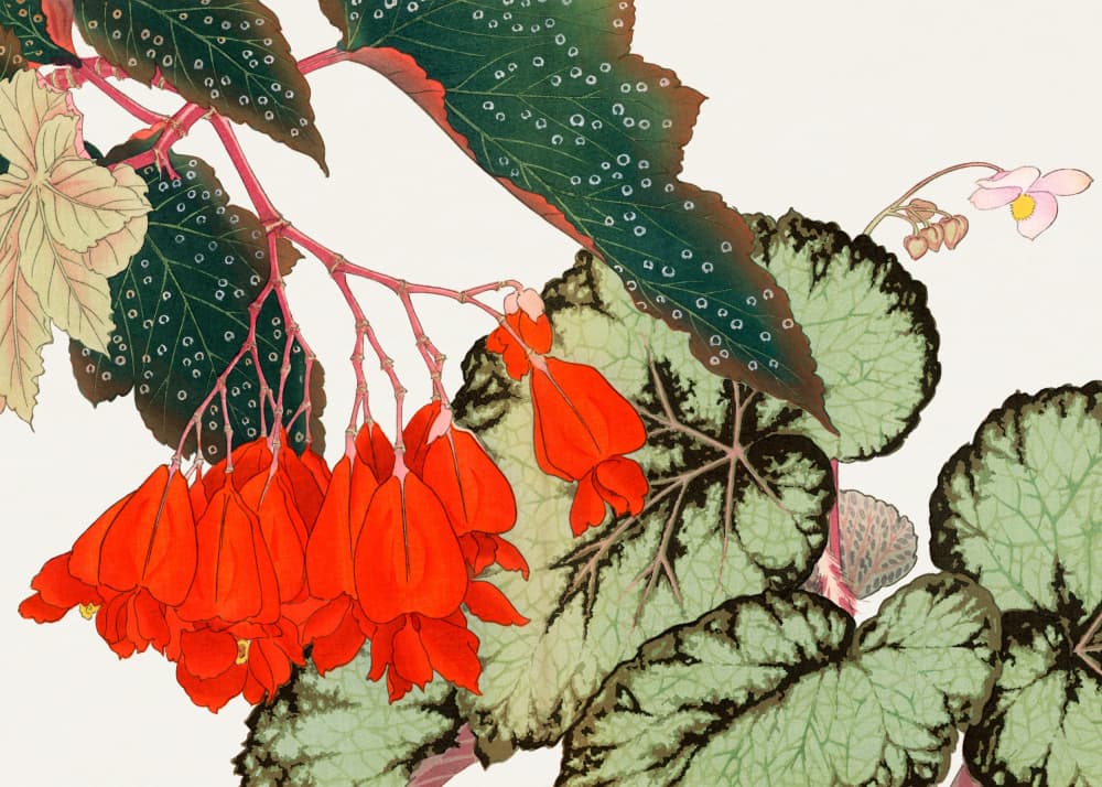 Cracklin Rosie Begonia Flower No.2 by Tanigami Konan — canvas wall art