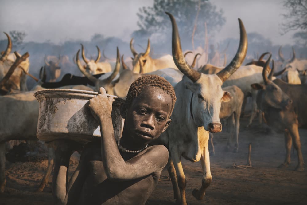 Dusty Boy Longhorn Cattle by Svetlin Yosifov — canvas wall art