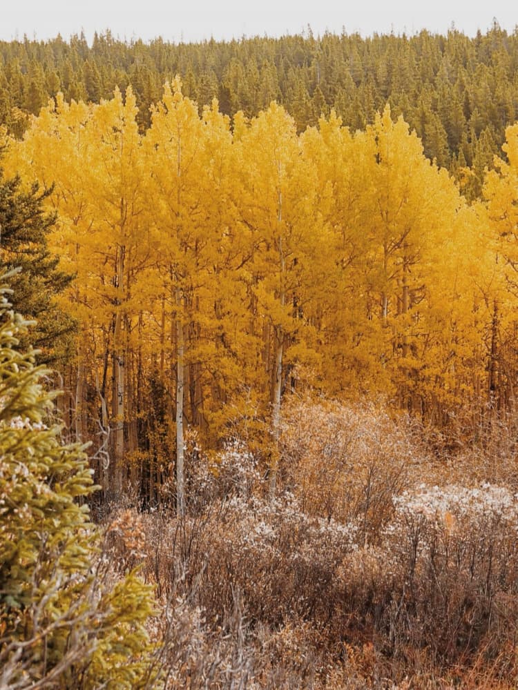 Golden Aspen Forest by Del Mundo Imagery — canvas wall art