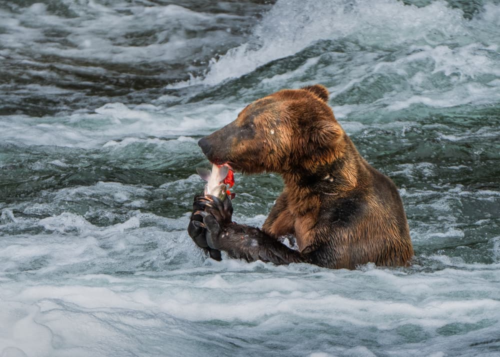 Grizzly Bear Catches Salmon by Ruiqing P. — canvas wall art