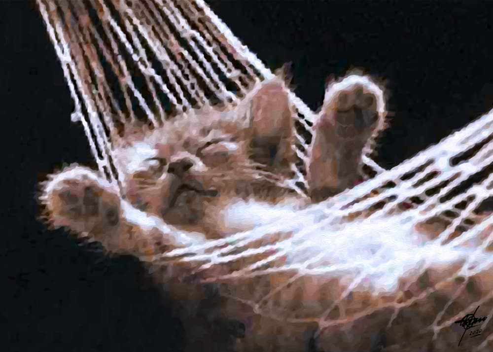 Sleeping Hammock Kitten by Osvaldo Russo — canvas wall art