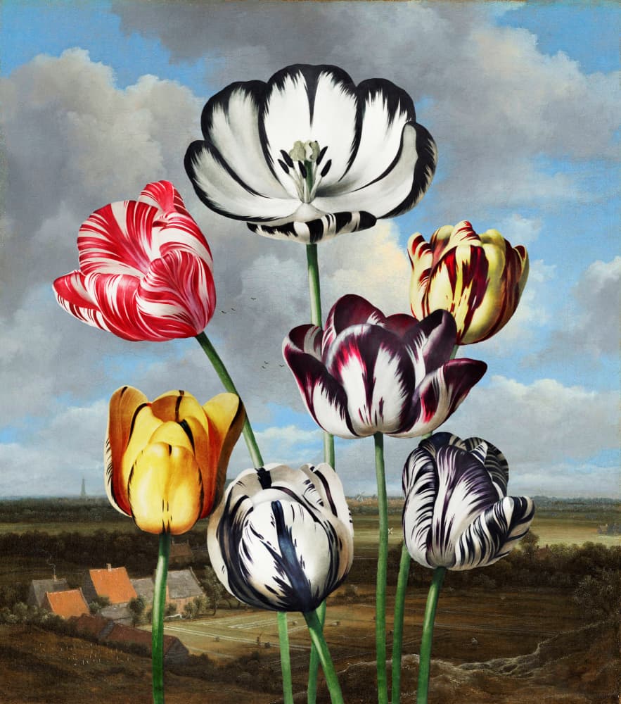 Vibrant Dutch Tulips by Marja van den Hurk — canvas wall art