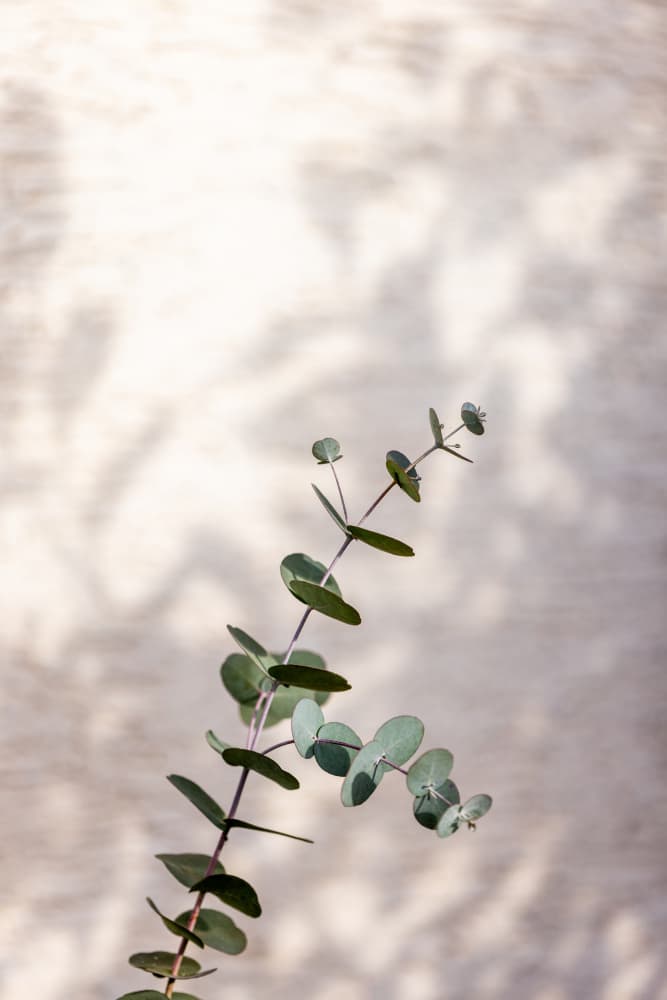 Eucalyptus Branch Shadow by Mareike Böhmer — canvas wall art