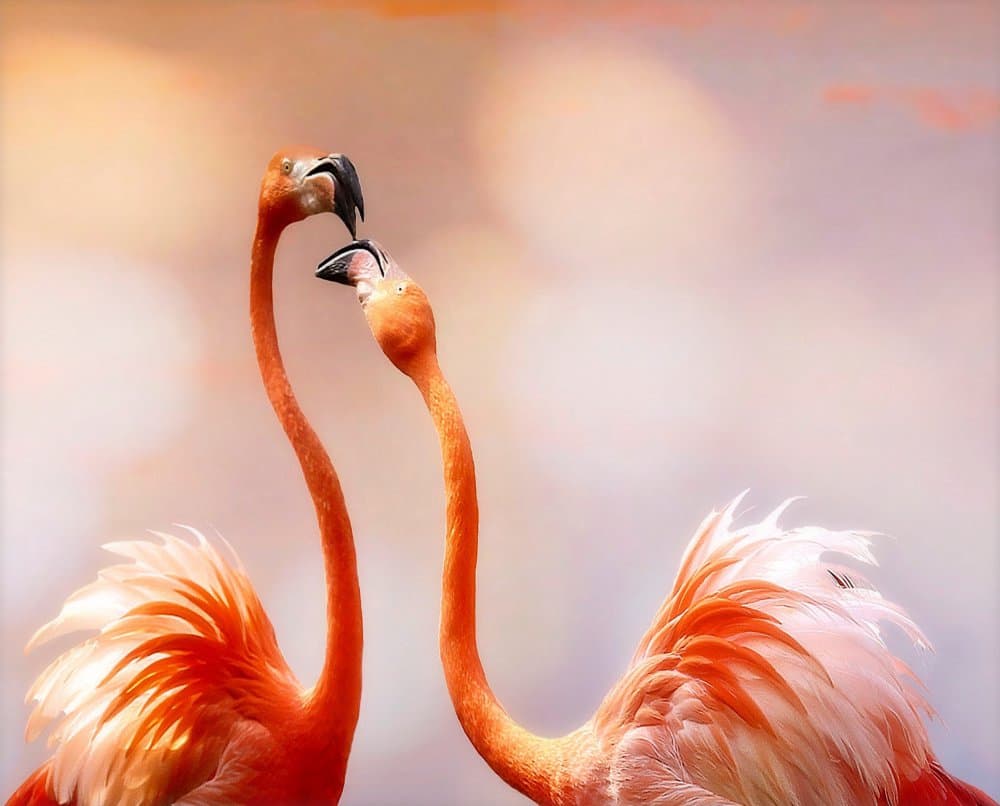 Flamingos in Love by Anna Cseresnjes — canvas wall art