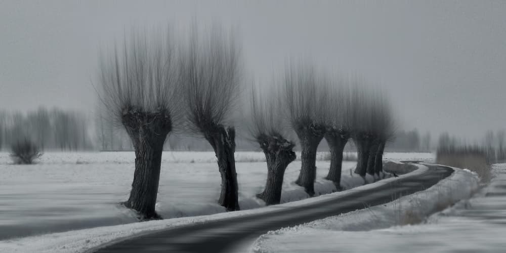 Winter Willow Road by Yvette Depaepe — canvas wall art
