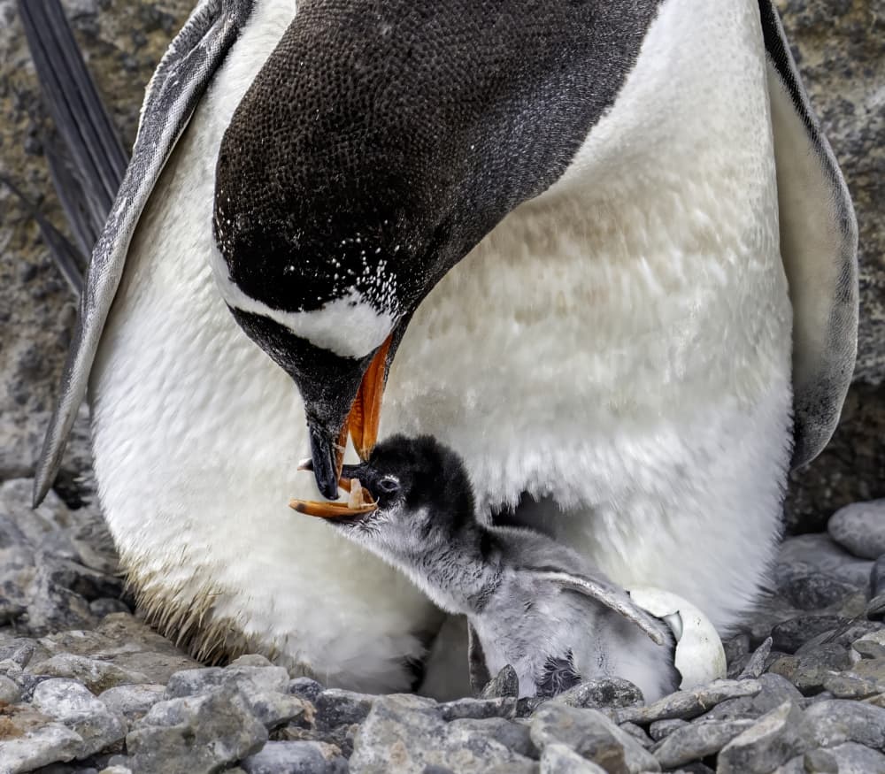 Parent Penguin Feeds Chick by Gary Hu — canvas wall art
