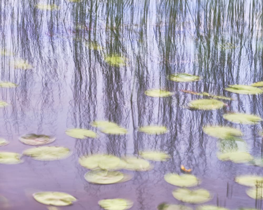 Painterly Water Lilies by Hamed Bank — canvas wall art
