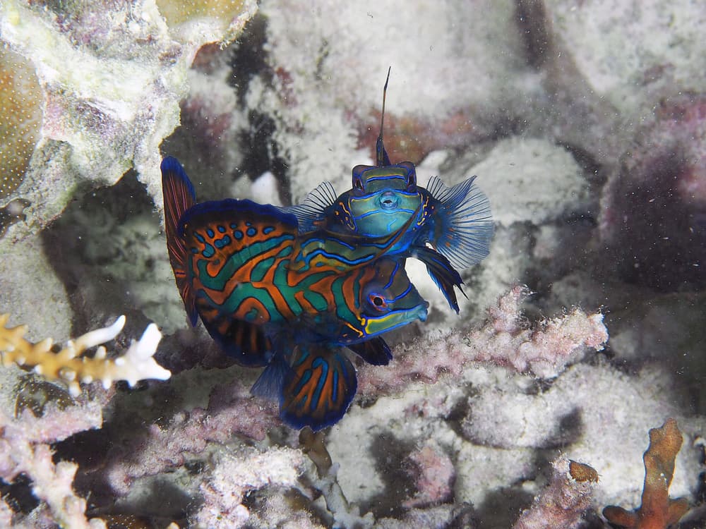 Mating Mandarin Fish by Ilan Ben Tov — canvas wall art