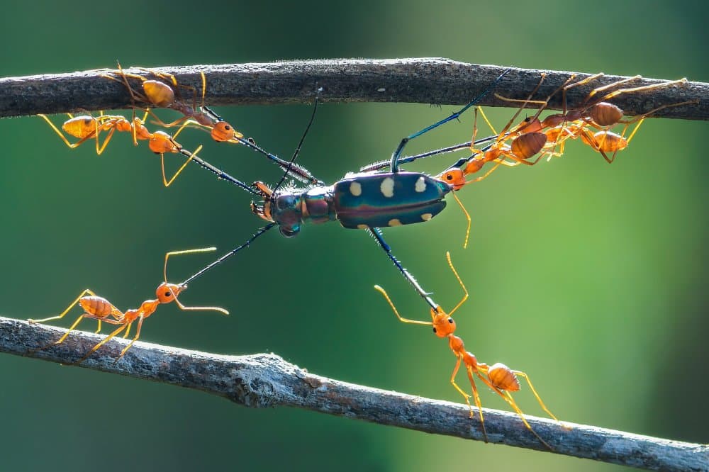 Ants Battle Beetle by Ajar Setiadi — canvas wall art