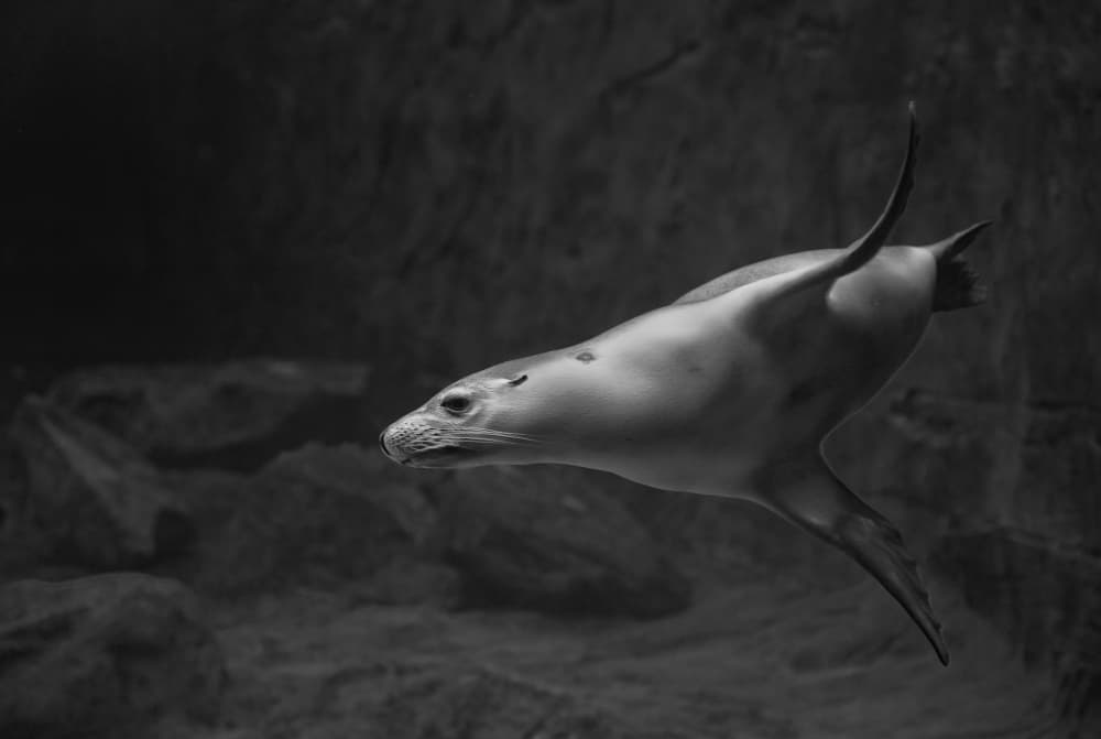 Graceful Seal Underwater by C.S. Tjandra — canvas wall art
