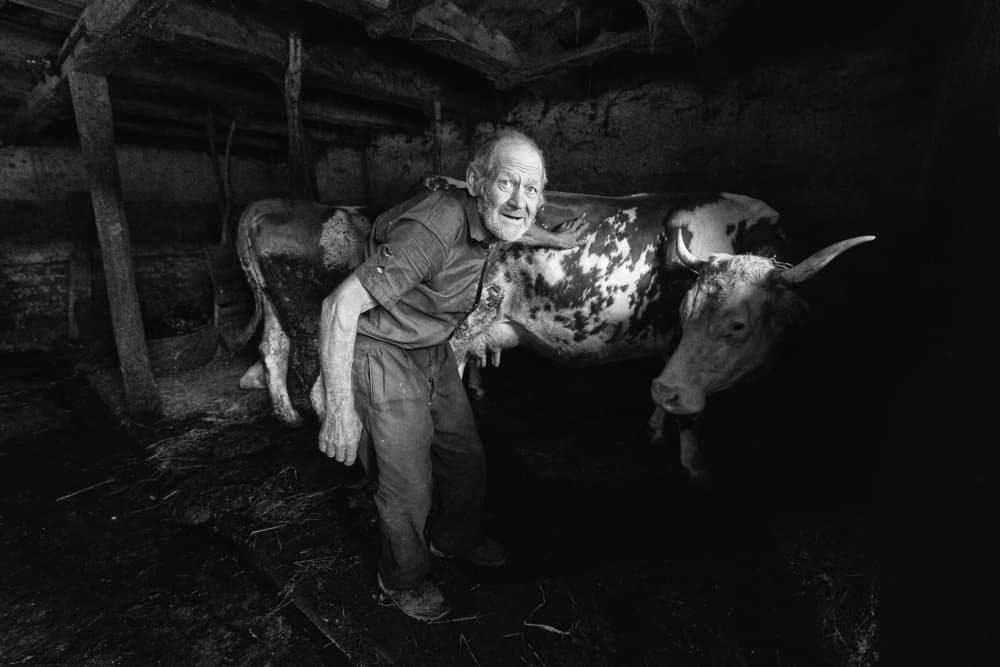 Smiling Man and Cow by Zoran Toldi (EFIAP AZSF) — canvas wall art