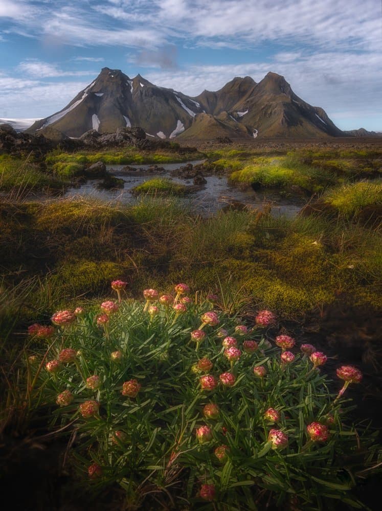 Vibrant Mountain Bloom by YY DB — canvas wall art