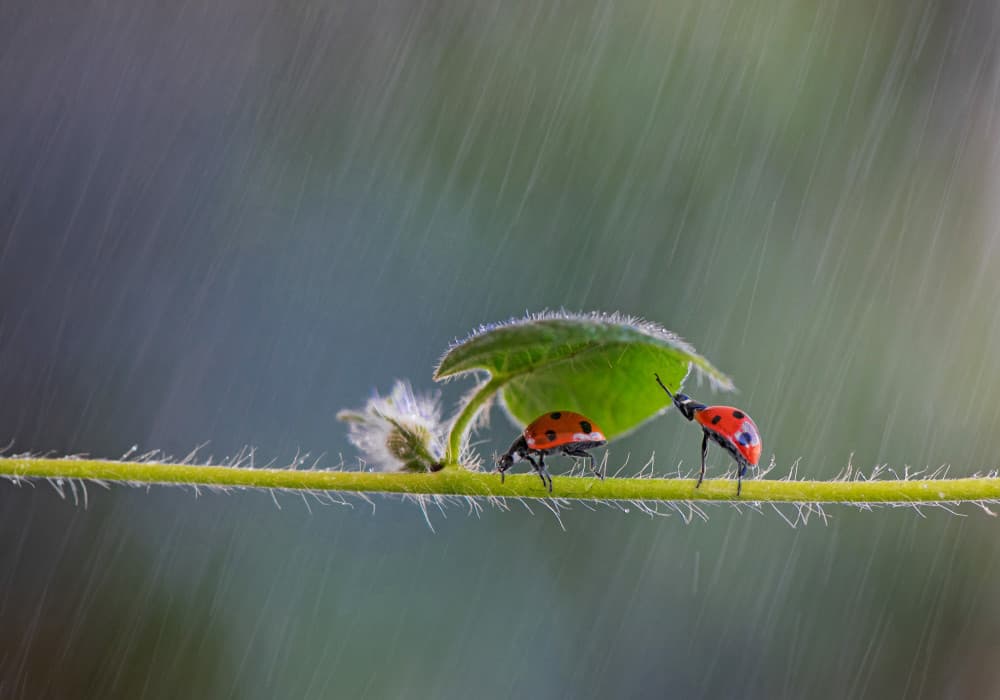 Rainy Day Ladybug Shelter by Summer2016 — canvas wall art