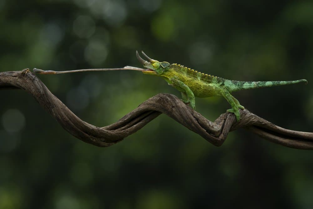 Chameleon Tongue Strike by Tantoyensen — canvas wall art