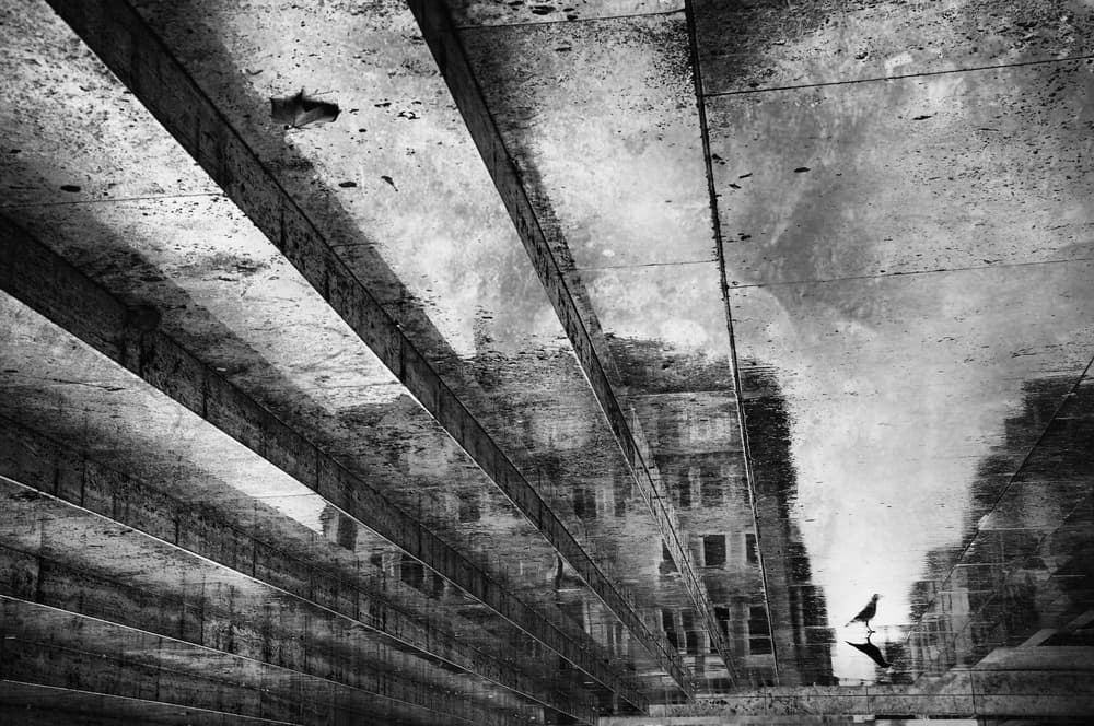 Bird in Urban Reflection by Antonio Grambone — canvas wall art